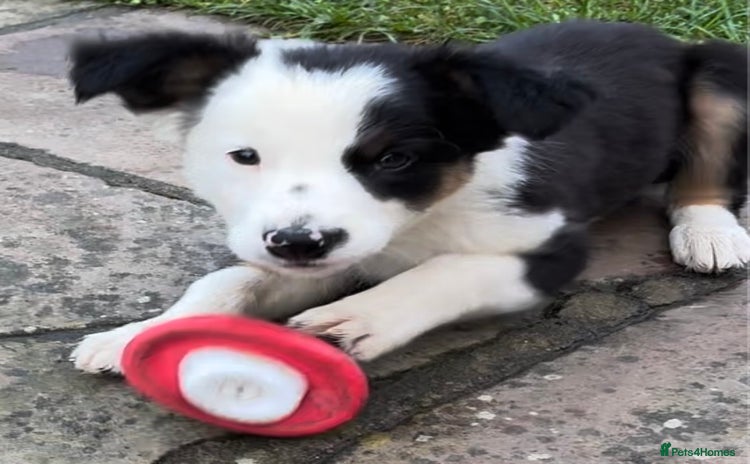 Border Collie dogs - Advert 3