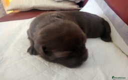 Labrador Retriever dogs for sale: KC Reg Chocolate Labrador puppies - Image 8