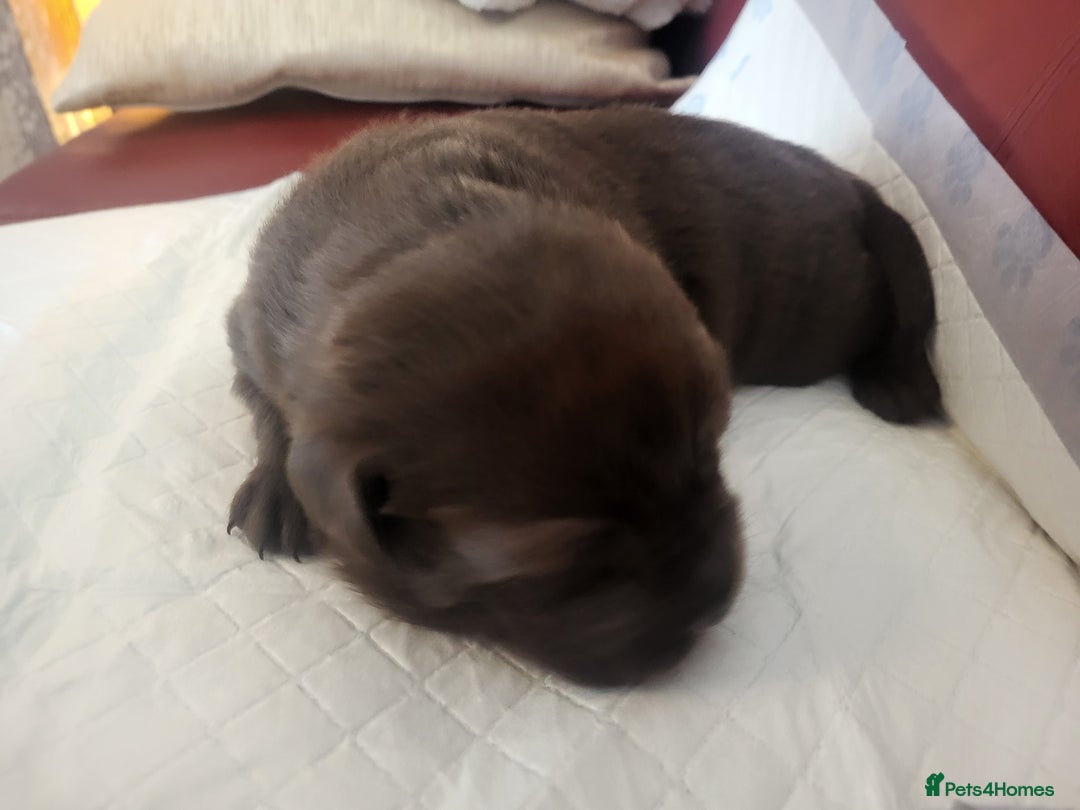 Labrador Retriever dogs for sale: KC Reg Chocolate Labrador puppies - Image 8