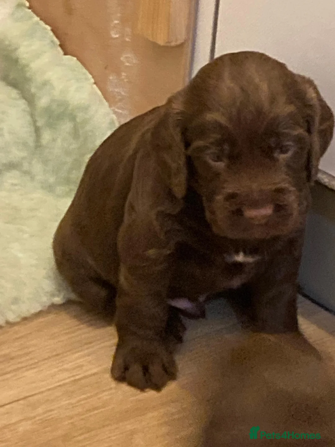 Cocker Spaniel dogs for sale: Lovely Litter of KC registered puppies for sale - Advert 10