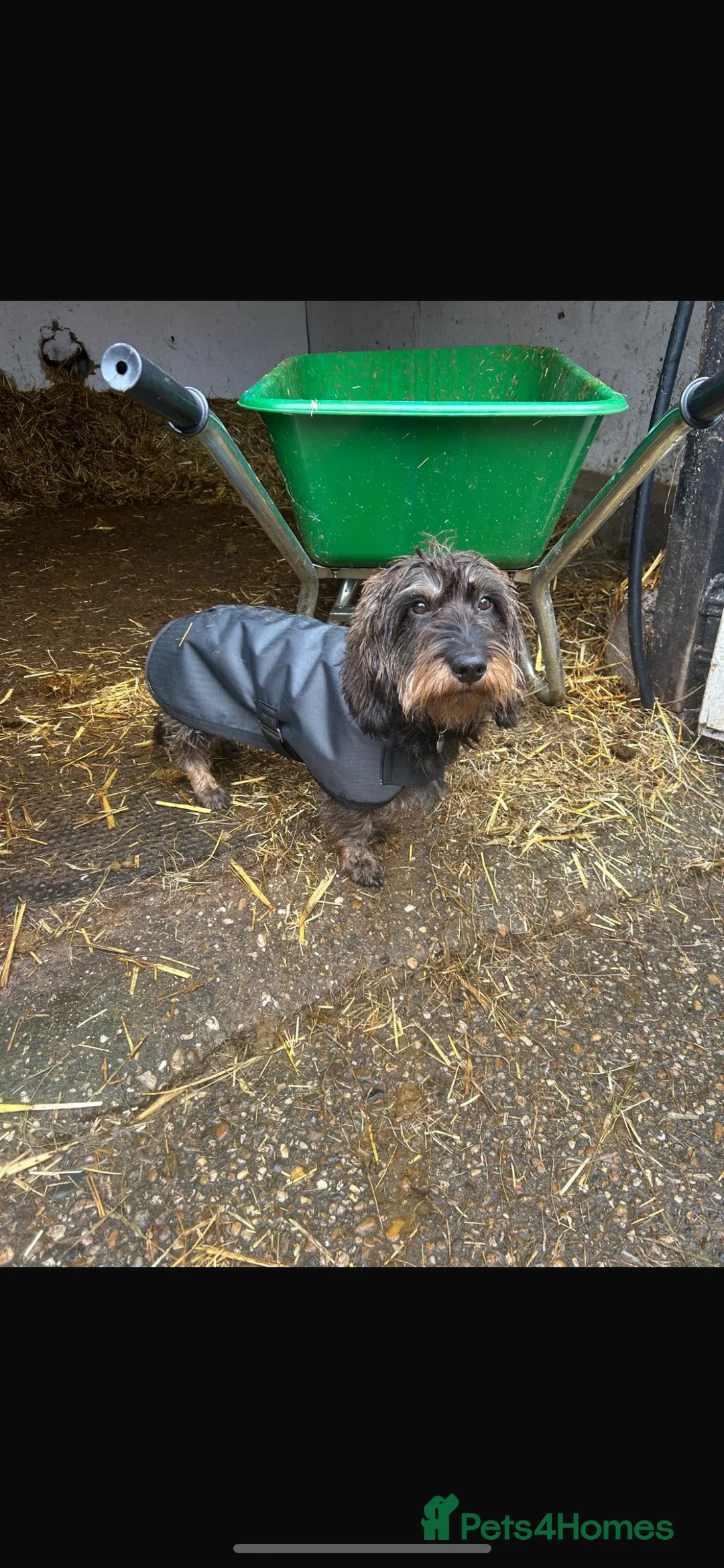 Dachshund dogs for stud: KC Reg 0%COI Brilliant Bold Wirehaired Teckel Stud in Sudbury - Advert 7