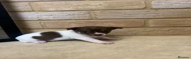 Chihuahua 5