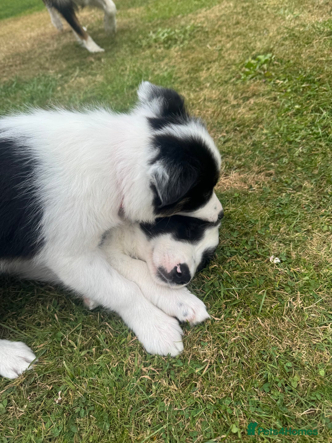 Border Collie dogs for sale: 2 collie pups for sale  - Image 3