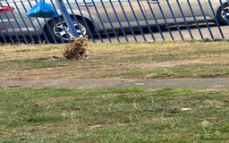 Bengal cats for sale: She very beautiful  - Image 22