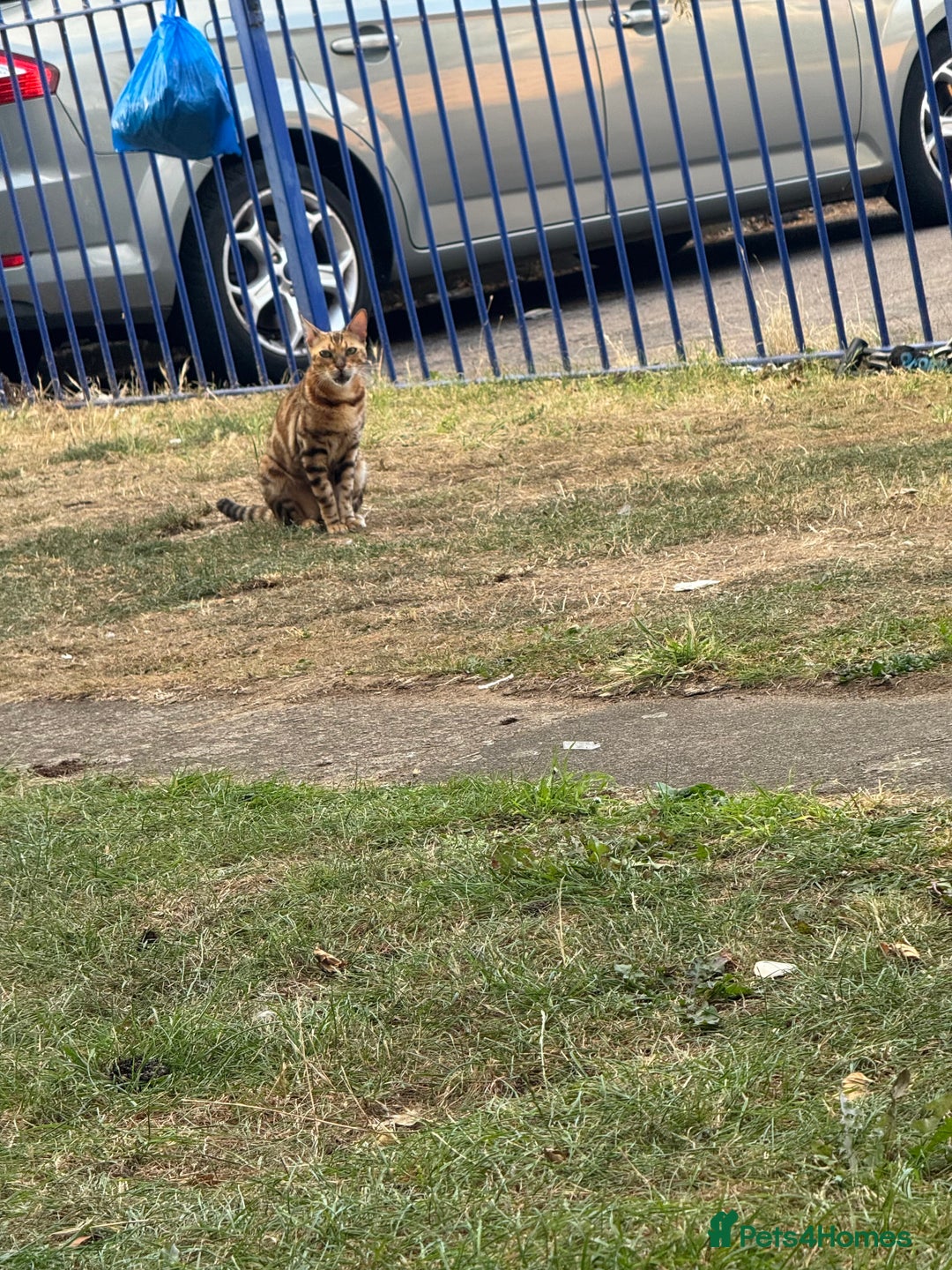 Bengal cats for sale: She very beautiful  - Image 22