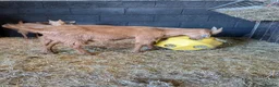 Goats livestock for sale: 1 mum and 4 babies Golden Guernseys  in Princes Risborough - Advert 5