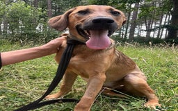 Mixed Breed dogs for adoption: Lykka - Norwich Norfolk  - Image 13