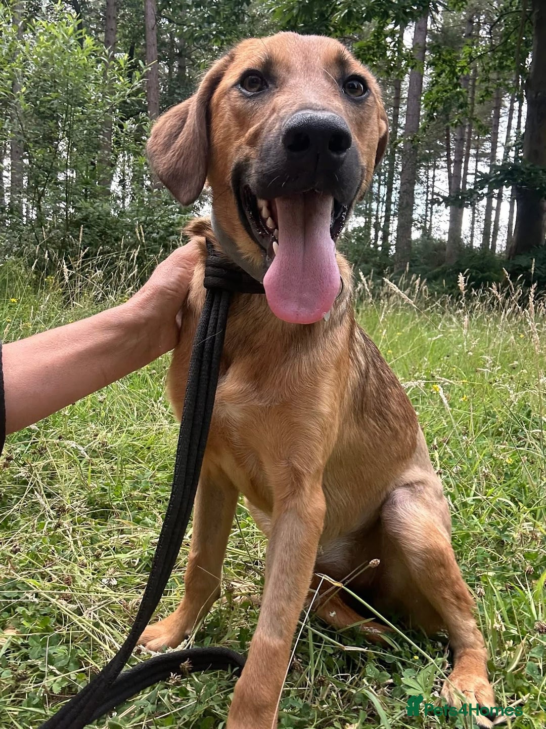 Mixed Breed dogs for adoption: Lykka - Norwich Norfolk  - Image 13