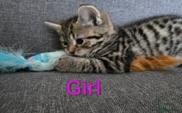 British Shorthair cats for sale: Kittens  - Image 6