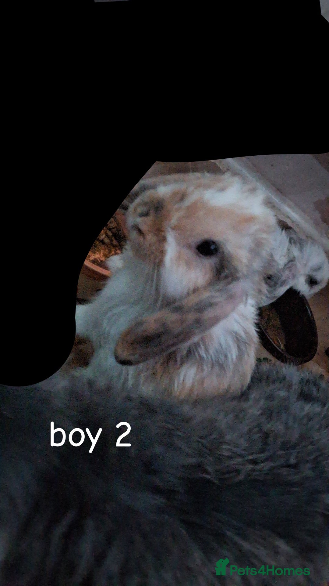 Mini Lop rabbits for sale: 6 beautiful mini lops both male amd female - Image 10