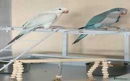Parrots birds for sale: Pair dna sexed quaker parrots - Image 3