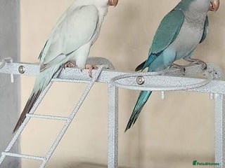 Parrots birds Pair dna sexed quaker parrots - Advert 2