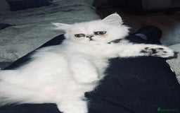 Persian cats for sale: Ready to leave - Persian chinchilla kittens♥️🐾 - Image 8