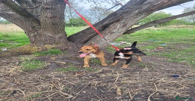 Mixed Breed dogs - Advert 4