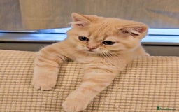 Scottish Fold cats for sale: Rare cream colour - Image 4