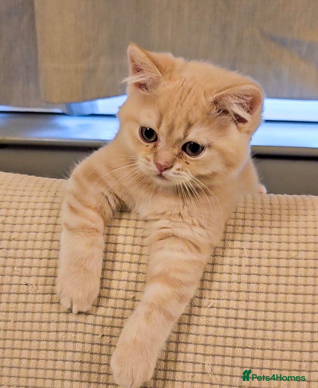 Scottish Fold cats for sale: Rare cream colour - Image 4