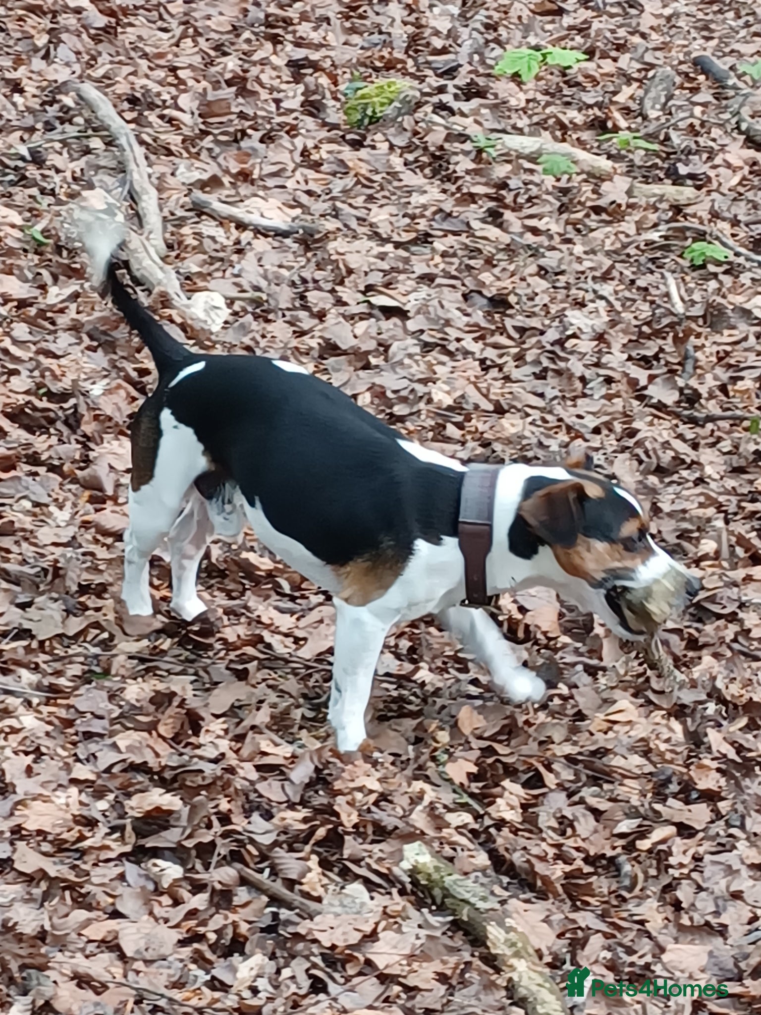 Jack Russell dogs For stud - Advert 2