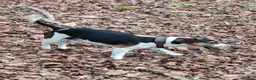 Jack Russell dogs for stud: For stud in Telford - Advert 1