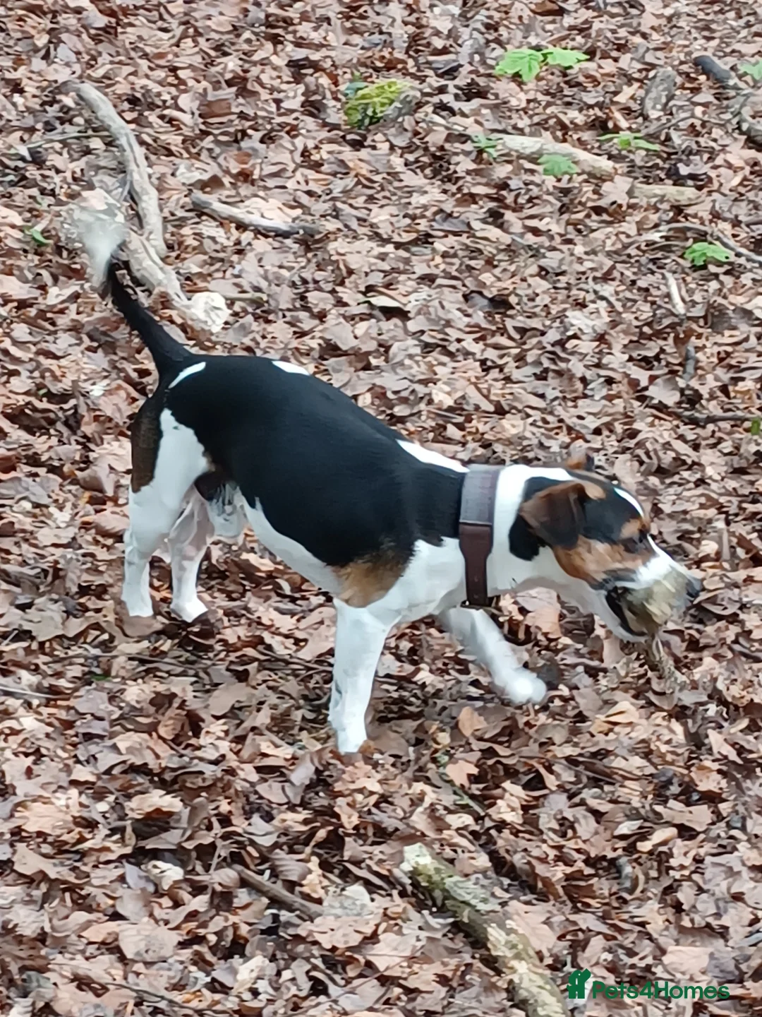 Jack Russell dogs for stud: For stud in Telford - Advert 1