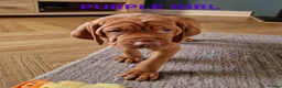 Hungarian Vizsla dogs for sale: Stunning Hungarian Vizsla Puppies - 4 Girls. - Advert 5
