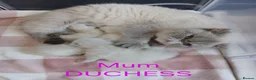 Exotic cats for sale: EXQUISITE GCCF PERSIAN EXOTIC BABIES - Advert 8