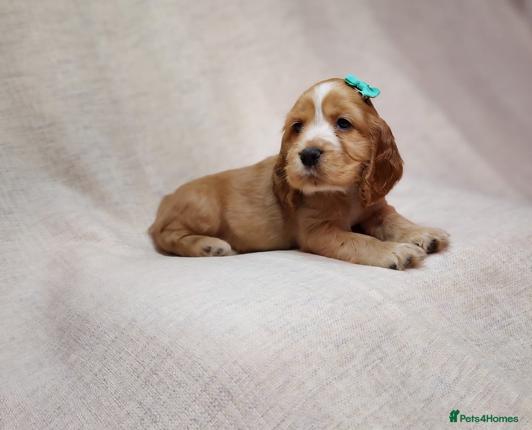 Cocker Spaniel dogs for sale: Show type unique markings cocker spaniel puppies  - Advert 6