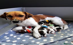 Jack Russell dogs for sale: Beautiful Jack Russell Puppies - Image 6