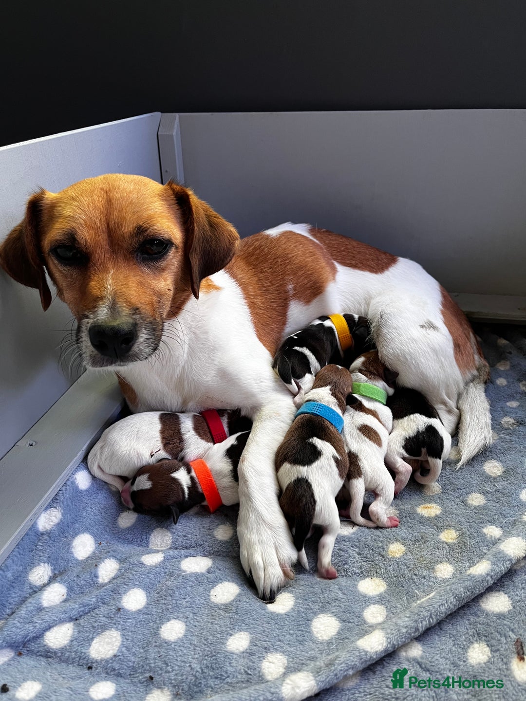 Jack Russell dogs for sale: Beautiful Jack Russell Puppies - Image 6