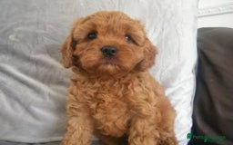 Cavapoo dogs for sale: Red F1 cavapoos Suoerb with full DNA tests - Image 11