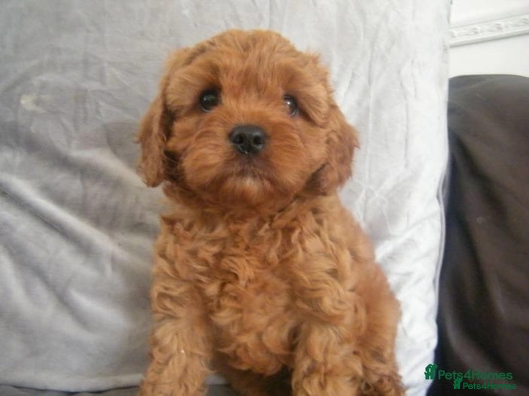 Cavapoo dogs for sale: Red F1 cavapoos Suoerb with full DNA tests - Image 11