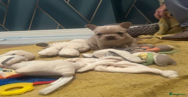 French Bulldog dogs fluffy french bulldogs - Advert 16