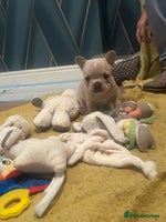 French Bulldog dogs fluffy french bulldogs - Advert 4