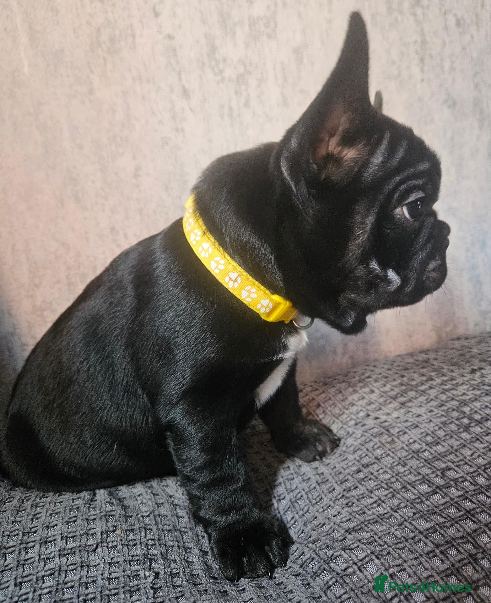 French Bulldog dogs LAST PUPPY (male) pedigree French bulldog puppy.  - Advert 2