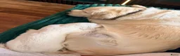 Golden Retriever dogs for sale: Stunning golden retrievers - Advert 13