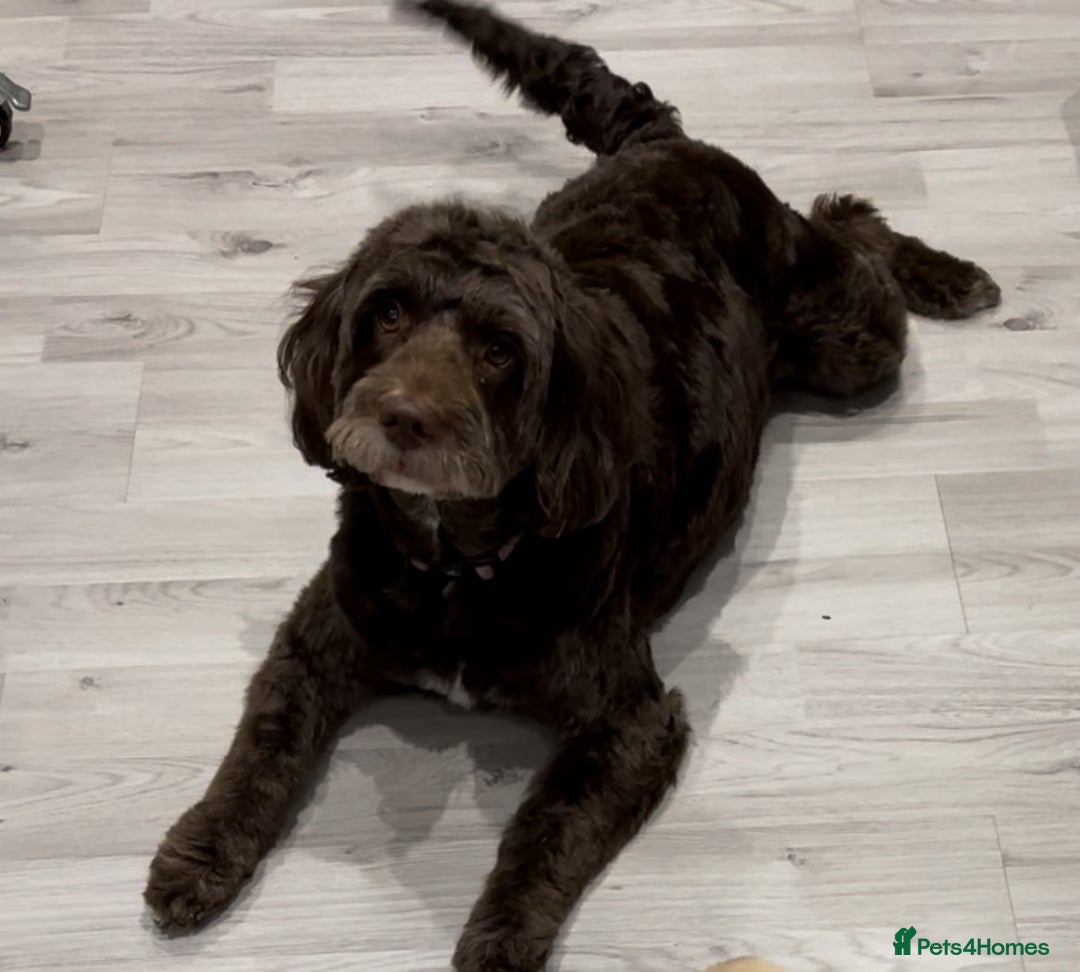 Labradoodle dogs for sale: ⭐️Miniature Multigen Labradoodle Puppies⭐️ - Advert 7