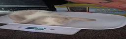 Mini Lop rabbits for sale: Baby purebred mini lops  - Advert 4