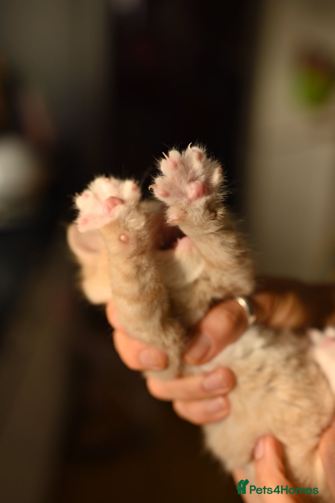 British Shorthair cats for sale: ⭐Rare Cream British Shorthair Boy ⭐  - Image 4