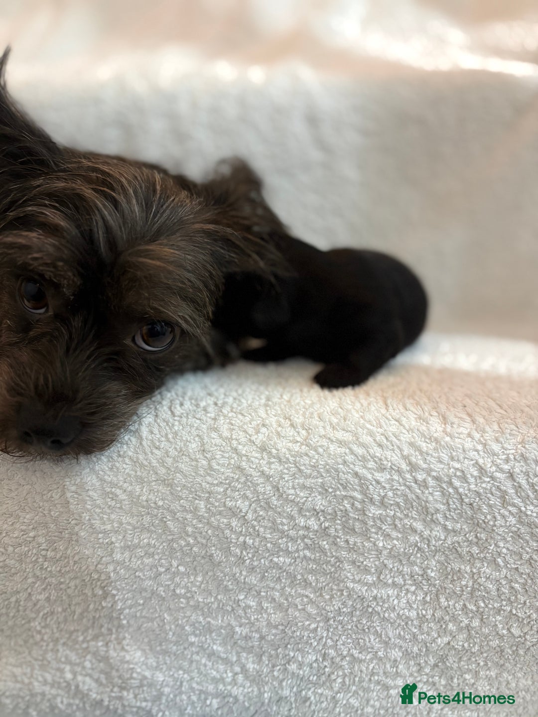 Yorkshire Terrier dogs for sale: Yorkshire terrier, terrier cross puppies - Advert 20