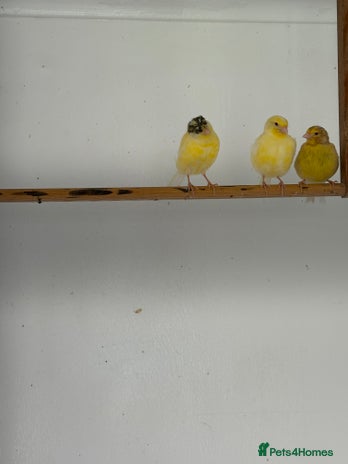 Canaries birds - Advert 18