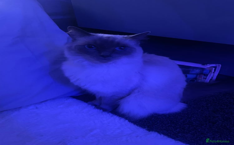 Ragdoll cats - Advert 15