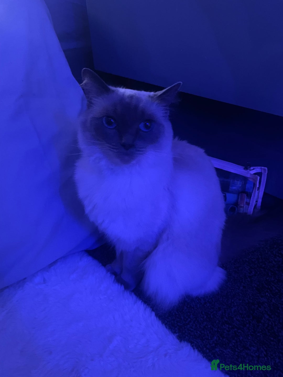 Ragdoll cats for sale: Ragdoll Bluepoint - Image 1