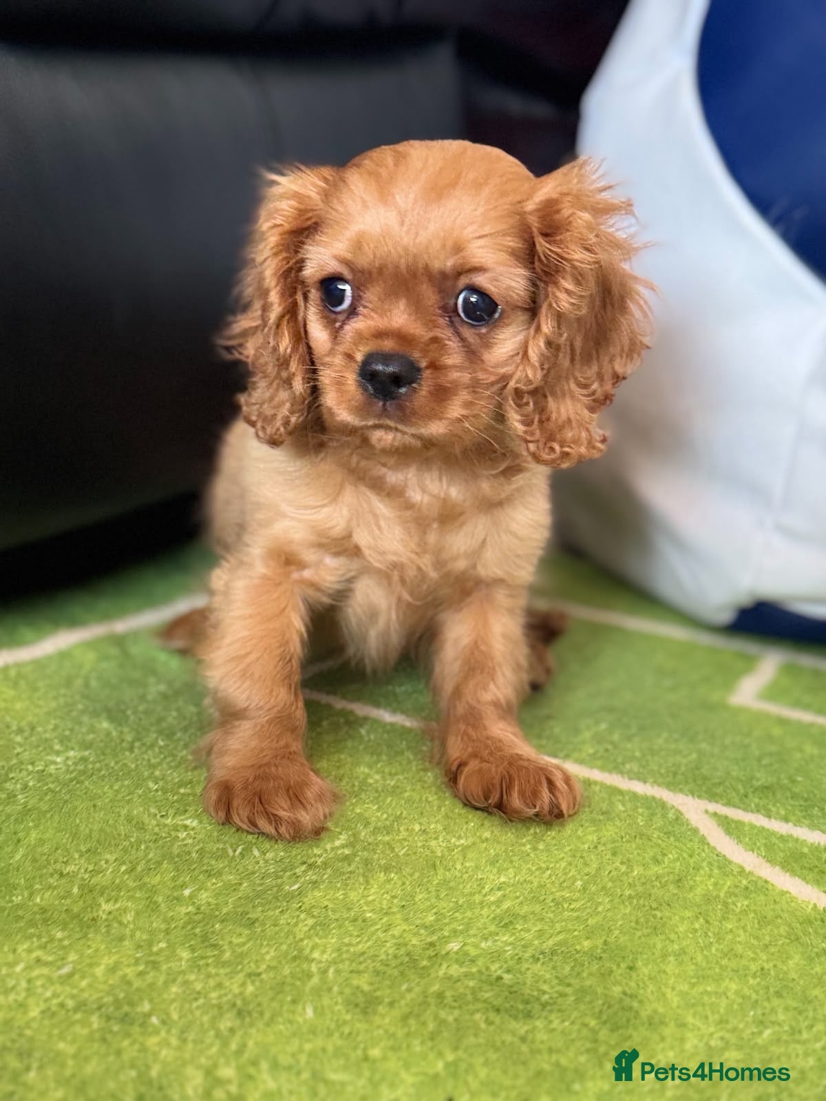 Cavalier King Charles Spaniel dogs Ruby Boy KC King Charles Cavalier Health Tested  - Advert 2