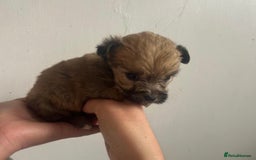 Yorkshire Terrier dogs for sale: Golden Yorkshire Terrier girl - Image 7