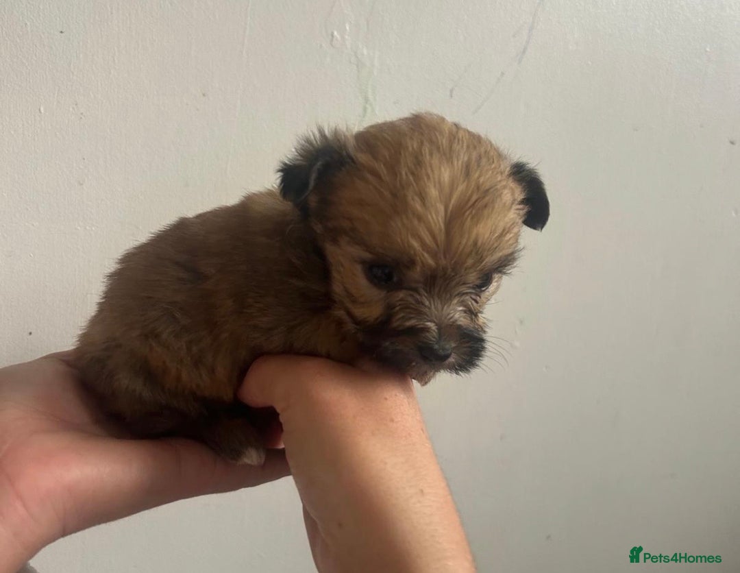 Yorkshire Terrier dogs for sale: Golden Yorkshire Terrier girl - Image 7