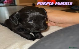 Cocker Spaniel dogs for sale: COCKER SPANIEL PUPPIES  - Image 6