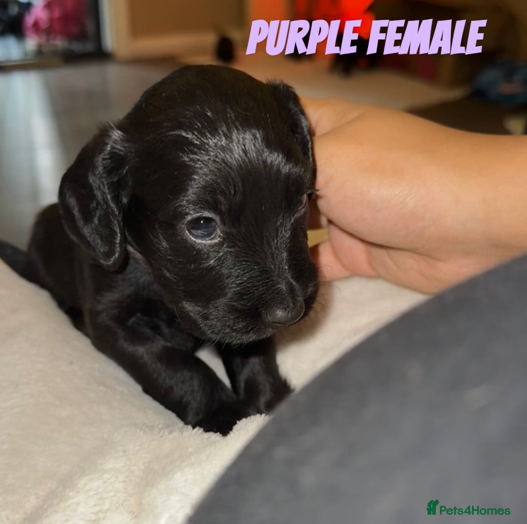 Cocker Spaniel dogs for sale: COCKER SPANIEL PUPPIES  - Image 6