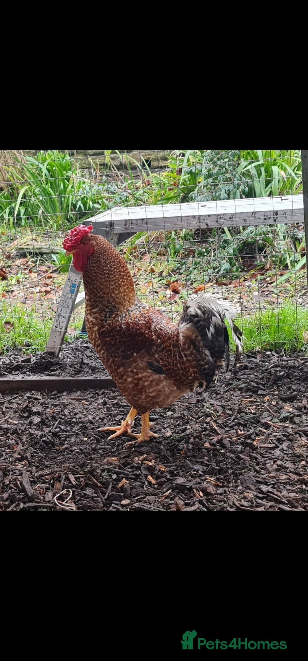 Mixed Breed poultry for sale: Two beautiful cockerels looking for new home. - Advert 11
