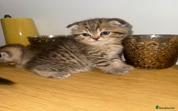 British Shorthair cats for sale: British rainbow shorthair kittens - Image 1