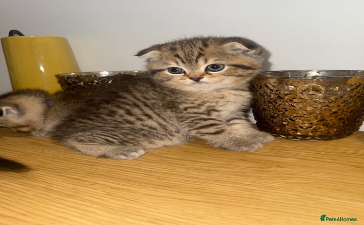 British Shorthair cats - Advert 4