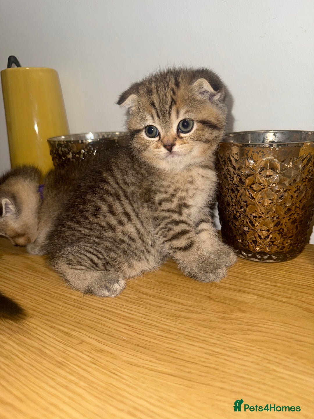 British Shorthair cats for sale: British rainbow shorthair kittens - Image 1